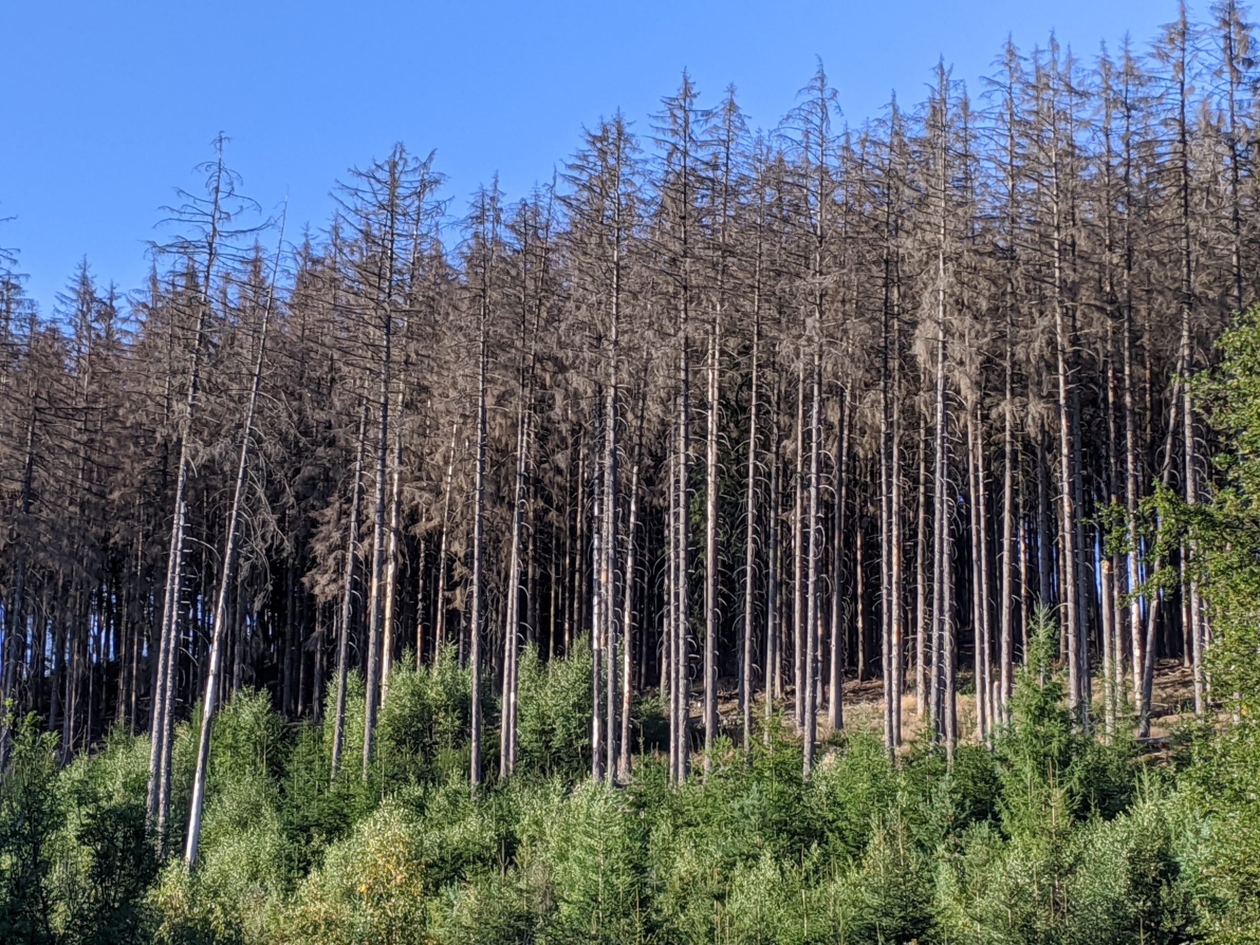 Waldsterben
